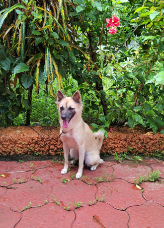 pomeranian-cross-breed-femaleage-20-months-big-2