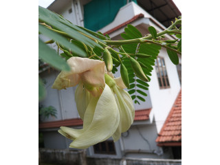 Vegetable (Agasthi Poovu)