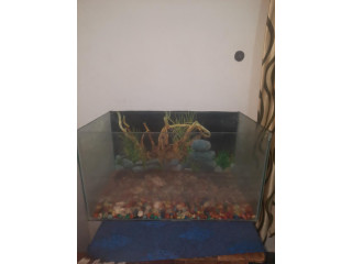 Fish aquarium