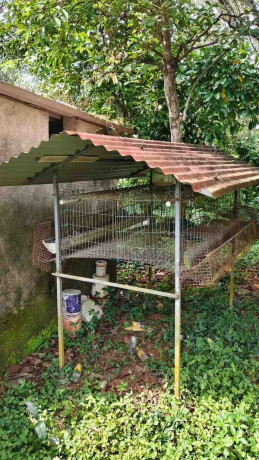 digital-hen-cage-big-0