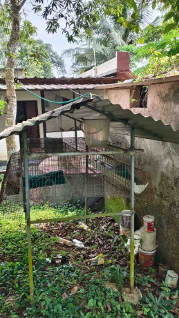 digital-hen-cage-big-1