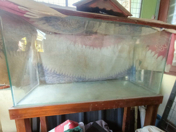 aquarium-with-teak-stand-36-inch-long18-12-inch-height-12-inch-breadth-big-0