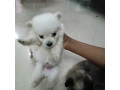 pomeranian-puppies-for-sale-small-2