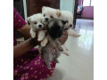 pomeranian-puppies-for-sale-small-1