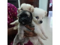 pomeranian-puppies-for-sale-small-0