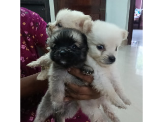 Pomeranian puppies for sale