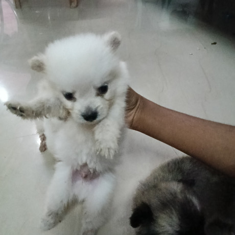 pomeranian-puppies-for-sale-big-2