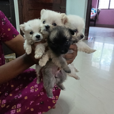 pomeranian-puppies-for-sale-big-1