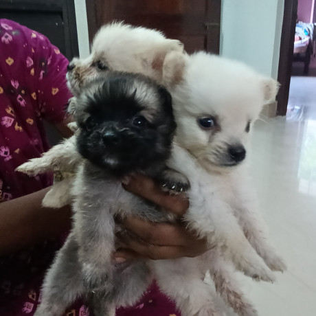 pomeranian-puppies-for-sale-big-0