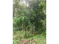 land-for-sale-30-cents-at-ceylon-kavala-kottayam-district-small-0