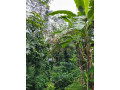 land-for-sale-30-cents-at-ceylon-kavala-kottayam-district-small-1
