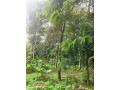 land-for-sale-30-cents-at-ceylon-kavala-kottayam-district-small-2
