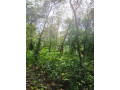 land-for-sale-30-cents-at-ceylon-kavala-kottayam-district-small-4