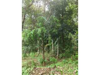 Land for Sale: 30 Cents at Ceylon Kavala, Kottayam District