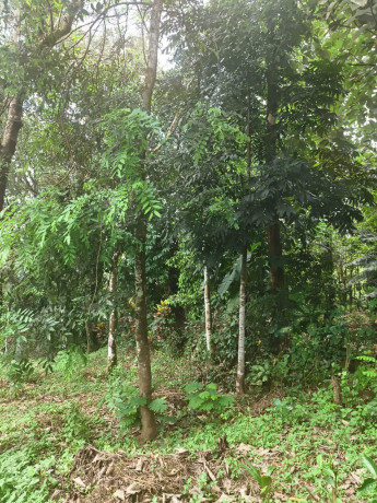 land-for-sale-30-cents-at-ceylon-kavala-kottayam-district-big-0