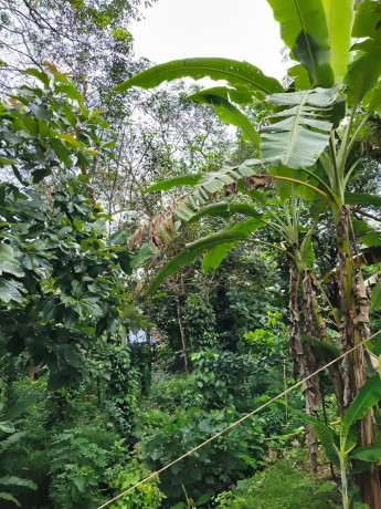 land-for-sale-30-cents-at-ceylon-kavala-kottayam-district-big-1