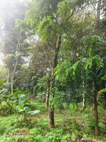 land-for-sale-30-cents-at-ceylon-kavala-kottayam-district-big-2