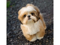 shihtzu-puppies-for-sale-small-0