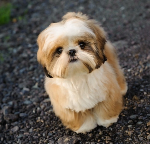 shihtzu-puppies-for-sale-big-0