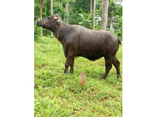 Buffalo പോത്ത്