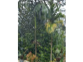 40-cent-land-for-sale-small-0