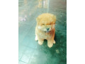 45-days-old-chow-chow-male-puppy-for-sale-small-1