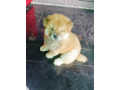 45-days-old-chow-chow-male-puppy-for-sale-small-0