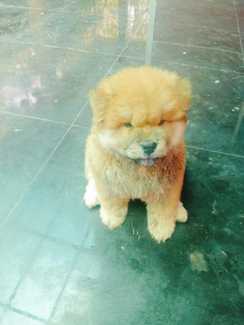 45-days-old-chow-chow-male-puppy-for-sale-big-1