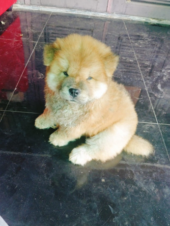 45-days-old-chow-chow-male-puppy-for-sale-big-0
