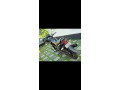 honda-unicorn-150-small-2