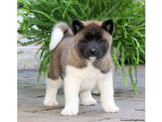 Akita puppies available for loving homes....