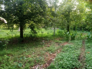 Plot for sale for home near Ashtamichira, Marekkad