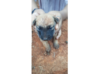 Nadan dog for sale