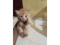 persian-kittens-small-4